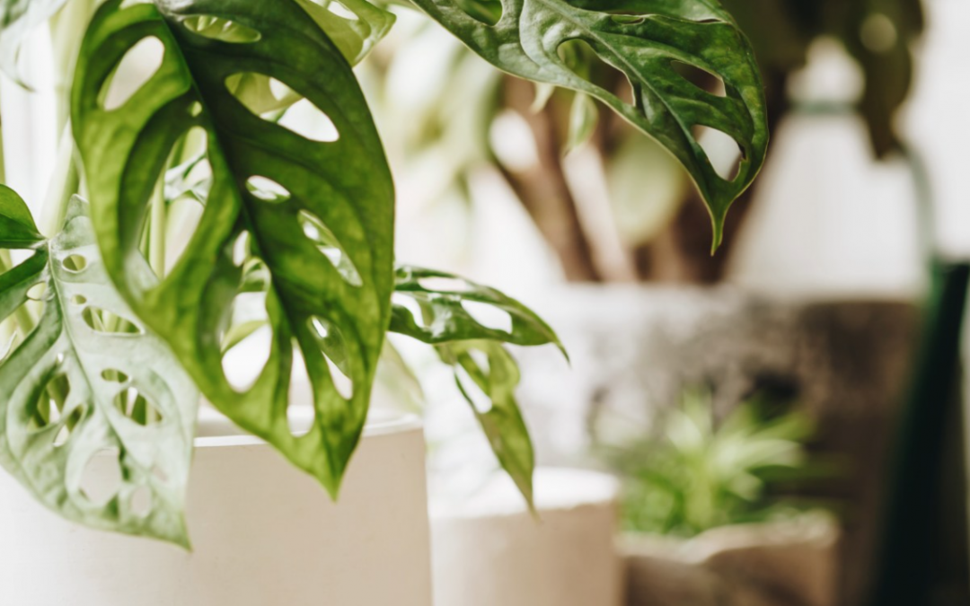 Serveis florals i decoratius per a empreses al Maresme i Premià de Mar